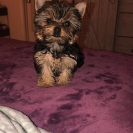 Great Dane and Yorkshire Terrier Puppies from Graham’s Danes