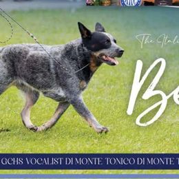 Australian Cattle Dogs from By Design ACD
