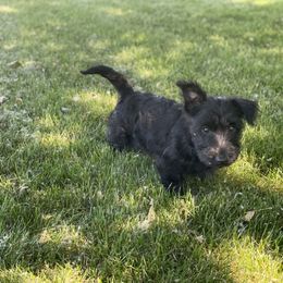 Scottish Terrier Puppies from Heart of America Scotties