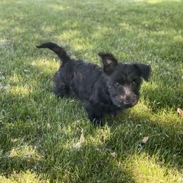 Scottish Terrier Puppies from Heart of America Scotties