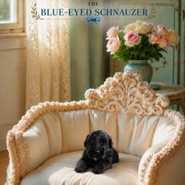 Celebrity - Black female Miniature Schnauzer puppy in Winter Haven, Florida from The Blue Eyed Schnauzer