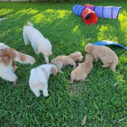Goldendoodle Puppies from Costa's Curly Canines