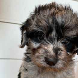 GiGi - Blue merle Aussiedoodle puppy in Cleveland, Georgia from Oodle Farms
