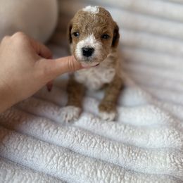 Noa - Red  male Poodle puppy in Miami, Florida from Sakura Poodles