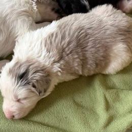 Freddy - Lilac merle male Border Collie puppy in Burlington, Kentucky from Murphys Farm