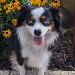 Miniature Australian Shepherds from Moran Acres Miniature Australian Shepherds