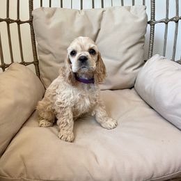 Girl 2 - Buff Cocker Spaniel puppy in Shingle Springs, California from California Spaniels