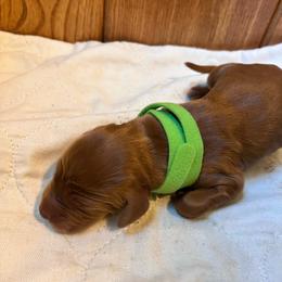 Green - Mahogany male Irish Setter puppy in Dayton, Pennsylvania from Sunset Acres Setters