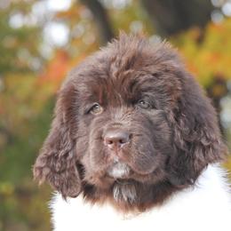 Buster - White and brown male Newfoundland puppy in Dalton, Ohio from Newfforu