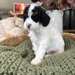 Red Collar - Tri-color female Cavapoo puppy in Indiahoma, Oklahoma from Farm Fresh Doodles