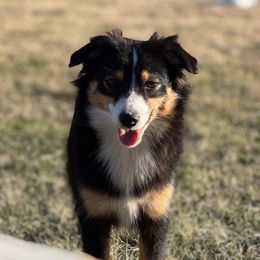 Madi - Toy Australian Shepherd