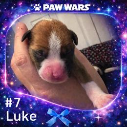 Luke - Fawn male Boxer puppy in Ocala, Florida from Bowers Boxers