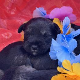 Miniature Schnauzer puppies from Pipes of Gizzie’s Swamp
