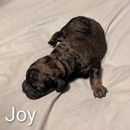 Joy - Black and tan female Cockapoo puppy in Sunset, Louisiana from Cano Cockapoos