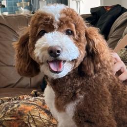 Honey - Goldendoodle