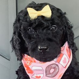 Girl 5 - Black Goldendoodle puppy in Manchester, Connecticut from G & J Doodles LLC