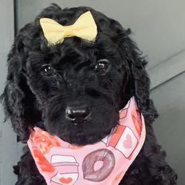 Girl 5 - Black Goldendoodle puppy in Manchester, Connecticut from G & J Doodles LLC
