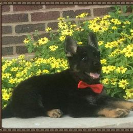 German Shepherd Puppies from Von Hartwin Kennels