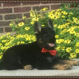 German Shepherd Puppies from Von Hartwin Kennels