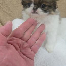 Boy 1 - Sable and white male Japanese Chin puppy in Salem, Oregon from Chinnychinchinofsalem