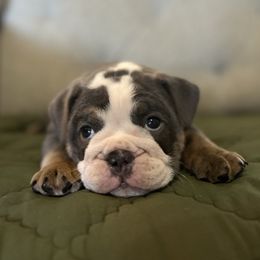 Blue Tri Male 2 - Blue tri-color male Bulldog puppy in Hartshorne, Oklahoma from Jena Edmond