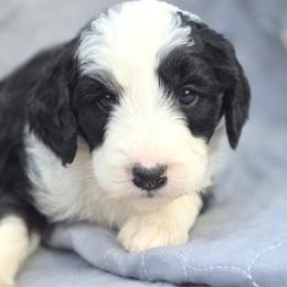 Blossom - Black and white female Bernedoodle puppy in Shelton, Washington from NW Bernedoodles of Washington