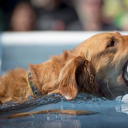 Golden Retrievers from Pemberley Retrievers