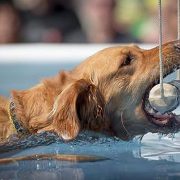 Golden Retrievers from Pemberley Retrievers