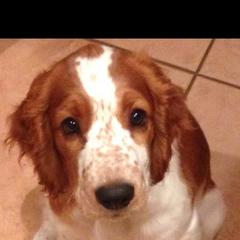 Welsh Springer Spaniel Puppies from Tropic Welsh Springer Spaniels