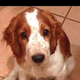 Welsh Springer Spaniel Puppies from Tropic Welsh Springer Spaniels
