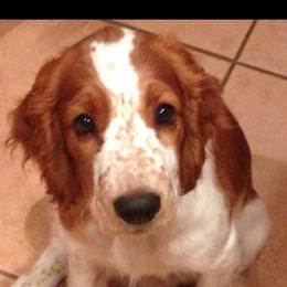 Welsh Springer Spaniel Puppies from Tropic Welsh Springer Spaniels