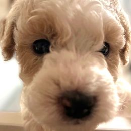 Thurston Howell Blue Collar - Goldendoodle puppy in Petoskey, Michigan from Petoskey Goldendoodles