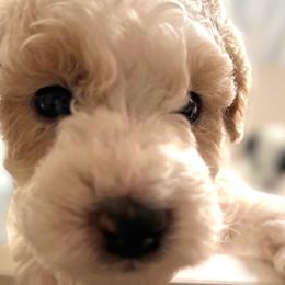 Thurston Howell Blue Collar - Goldendoodle puppy in Petoskey, Michigan from Petoskey Goldendoodles