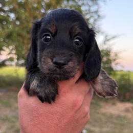 Girl 1 - Black and tan female Dachshund puppy in Krum, Texas from AG Dachshunds