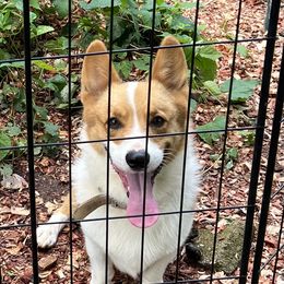 Wally - Pembroke Welsh Corgi