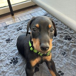 Lime - Black and rust female Doberman Pinscher puppy in Woodmere, New York from Ocean’s Breeze Doberman Pinschers