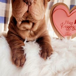 Chinese Shar-Pei Puppies from Sharpei