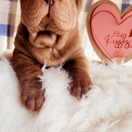 Chinese Shar-Pei Puppies from Sharpei