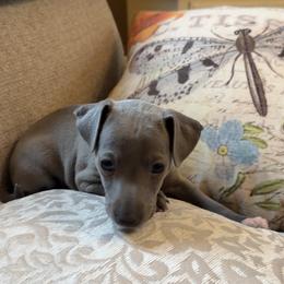 Willow - Blue male Italian Greyhound puppy in Plains, Georgia from Amayz Italian Greyhounds