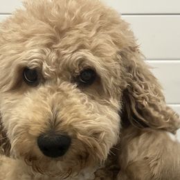 Rue - Goldendoodle