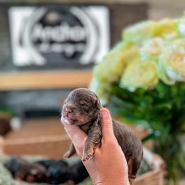 Girl 2 - Chocolate female Yorkipoo puppy in Hooper, Utah from Anchor Dogs