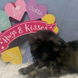 Sunny - Silver gold and white male Shih Tzu puppy in Tenino, Washington from Fantasy Realm Shih Tzus