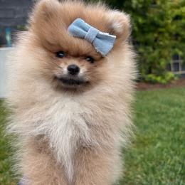 Pearl - Chocolate sable female Pomeranian puppy in Ladera Ranch, California from Tinkerpoms