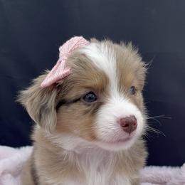 Miniature Australian Shepherd and Toy Australian Shepherd Puppies from Northern Roots Aussies