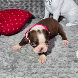 Charlotte Flair - Red female Boston Terrier puppy in Millers Creek, North Carolina from Tumbling Shoals Hilltop Bostons