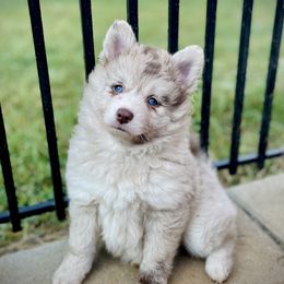 Biscotti - Merle Pomsky puppy in Greenville, South Carolina from Thicketty Mountain Pomskies