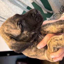 Great Dane Puppies from Alpine Great Danes