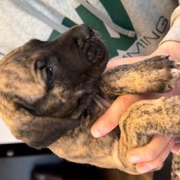 Great Dane Puppies from Alpine Great Danes