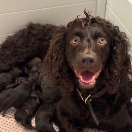Harper - Boykin Spaniel