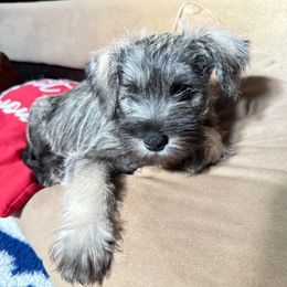 Lola - Salt and pepper female Miniature Schnauzer puppy in College Park, Maryland from Canteranos pups